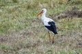 Stork walking in a meadow