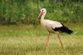 White stork Ciconia ciconia