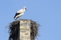 White Stork Ciconia ciconia at nest, Royalty Free Stock Photo