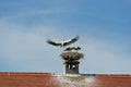 White stork (Ciconia ciconia) at the nest on a chimney