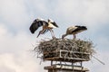 White Stork, Ciconia ciconia on the nest in Oettingen, Swabia, Bavaria, Germany, Europe