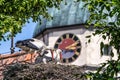 White Stork, Ciconia ciconia on the nest in Oettingen, Swabia, Bavaria, Germany, Europe