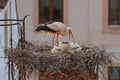 White stork, Ciconia ciconia, in nest on old brick chimney with rusty ladder. Adult stork feeding two chicks. Nesting birds Royalty Free Stock Photo