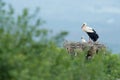 White stork, Ciconia ciconia, in nest with two young. Stor with beautiful landscape. Nesting bir, nature habitat. Wildlife scene f Royalty Free Stock Photo