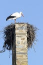 White Stork Ciconia ciconia at nest, Royalty Free Stock Photo