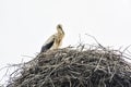 White stork Ciconia ciconia nesting on the roof, Hochstadt, Germany