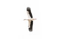 White stork Ciconia ciconia with outstretched wings