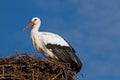 A white stork (ciconia ciconia) perched Royalty Free Stock Photo