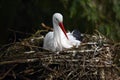 White stork Ciconia ciconia, sitting on the nest. Breeding season for the stork