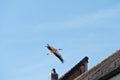 White stork (Ciconia ciconia) with spread wings flying over a building Royalty Free Stock Photo