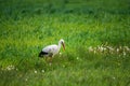 White stork in dandelion blooming white meadow Royalty Free Stock Photo