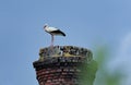 White stork, Ciconia ciconia, standing on old brick chimney with blue sky in background. Large white bird with fluffy feathers. Royalty Free Stock Photo