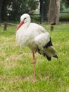 White Stork, Ciconia Ciconia, standing on one leg close-up portrait with defocused background, selective focus Royalty Free Stock Photo