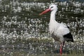 White stork Ciconia ciconia on the water