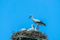 White stork - Ciconia ciconia Royalty Free Stock Photo