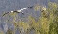 White stork & x28;ciconia ciconia& x29;, early spring near Hunawihr, Alsace, France Royalty Free Stock Photo