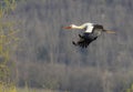 White stork (ciconia ciconia), early spring near Hunawihr, Alsace, France Royalty Free Stock Photo