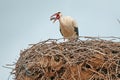 A white stork (Ciconia ciconia) eating a mouse in the nest Royalty Free Stock Photo