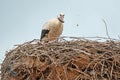 A white stork (Ciconia ciconia) eating a mouse in the nest Royalty Free Stock Photo