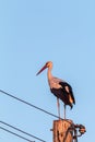 White stork, Ciconia ciconia, family Ciconiidae. Animalia, Chordata, Aves, Ciconiiformes