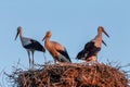 White stork, Ciconia ciconia, family Ciconiidae. Animalia, Chordata, Aves, Ciconiiformes Royalty Free Stock Photo