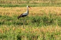 White stork, Ciconia ciconia, family Ciconiidae. Animalia, Chordata, Aves, Ciconiiformes Royalty Free Stock Photo