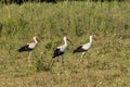 White stork, Ciconia ciconia, family Ciconiidae. Animalia, Chordata, Aves, Ciconiiformes Royalty Free Stock Photo