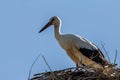 White stork, Ciconia ciconia, family Ciconiidae. Animalia, Chordata, Aves, Ciconiiformes