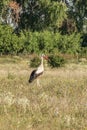 White stork, Ciconia ciconia, family Ciconiidae. Animalia, Chordata, Aves, Ciconiiformes Royalty Free Stock Photo