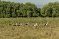 White stork, Ciconia ciconia, family Ciconiidae. Animalia, Chordata, Aves, Ciconiiformes Royalty Free Stock Photo