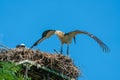 White stork - Ciconia ciconia Royalty Free Stock Photo