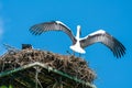 White stork - Ciconia ciconia Royalty Free Stock Photo