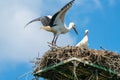 White stork - Ciconia ciconia Royalty Free Stock Photo