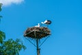 White stork - Ciconia ciconia Royalty Free Stock Photo