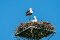 White stork - Ciconia ciconia Royalty Free Stock Photo