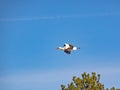 White stork, Ciconia ciconia, in flight against blue sky