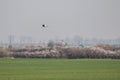 White stork Ciconia ciconia flying over the field and the blossom bushes Royalty Free Stock Photo