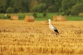 White stork, Ciconia ciconia, on has field surrounded by straw rolls. Stork looking for voles or mice after corn harvest