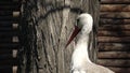 The white stork Ciconia ciconia is a large bird in the stork family Ciconiidae