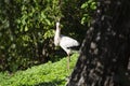 The white stork Ciconia ciconia is a large bird in the stork family, Ciconiidae. Its plumage is mainly white, with black on the