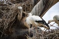A white stork standing on top of the tree