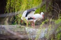 White stork nesting Royalty Free Stock Photo