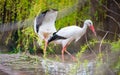 White stork nesting Royalty Free Stock Photo