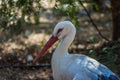 Portrait of a White Stork Ciconia ciconia Royalty Free Stock Photo