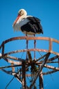 A White stork standing on a pole and building a nest Royalty Free Stock Photo