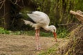 White stork / Ciconia ciconia is sitting above a love nest in nature Royalty Free Stock Photo