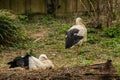 White stork / Ciconia ciconia is sitting above a love nest in nature Royalty Free Stock Photo