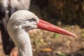 White stork, Ciconia ciconia, a large bird in the stork family, Ciconiidae. Portrait Royalty Free Stock Photo