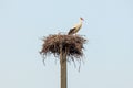 White stork (Ciconia ciconia) a large bird stands in a nest on a pole Royalty Free Stock Photo