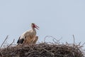 White stork Ciconia ciconia - a large wading bird with a long red beak sits in a large nest. The nest is made of branches Royalty Free Stock Photo